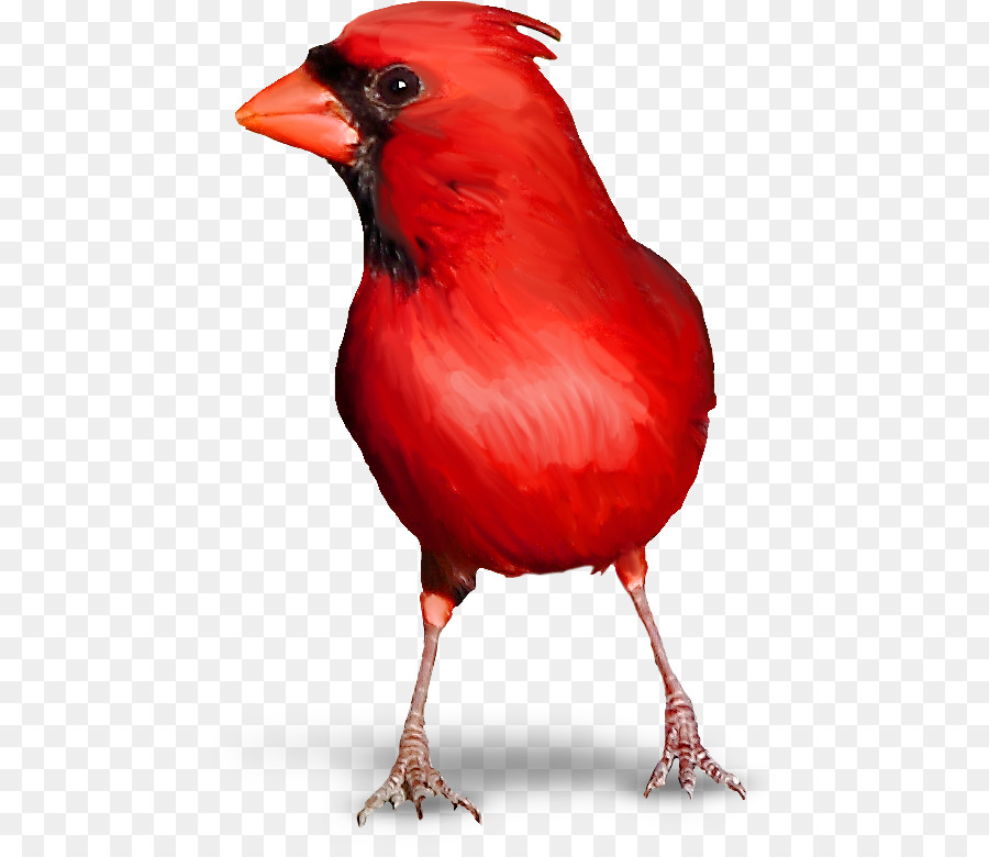 Cardinal，Rouge PNG