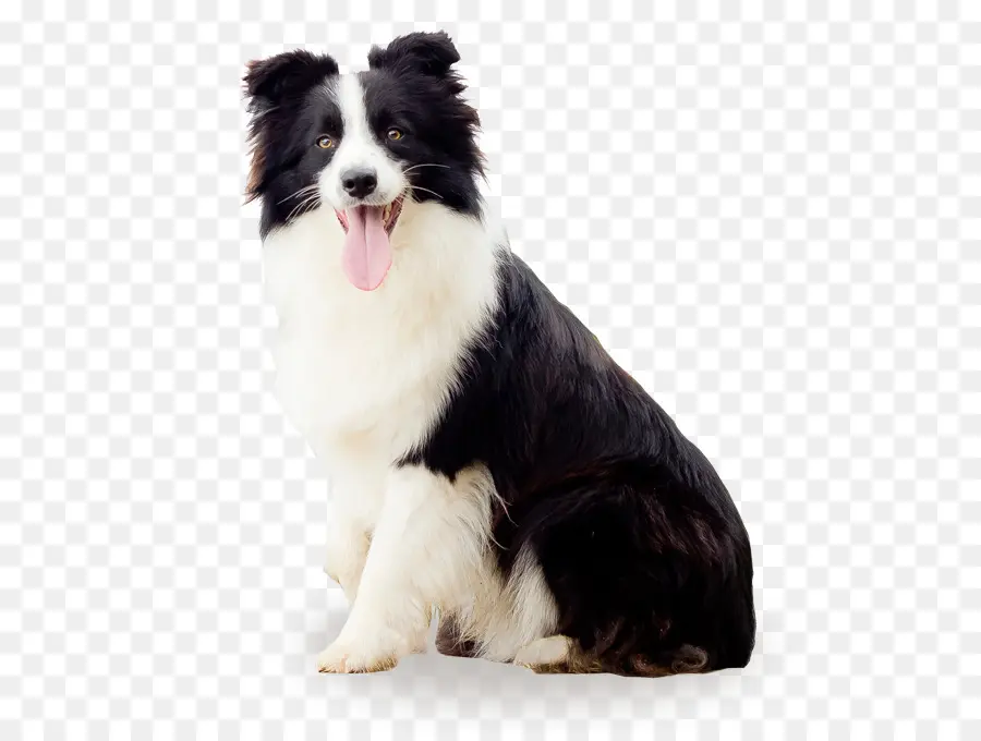 Chien，Animal De Compagnie PNG