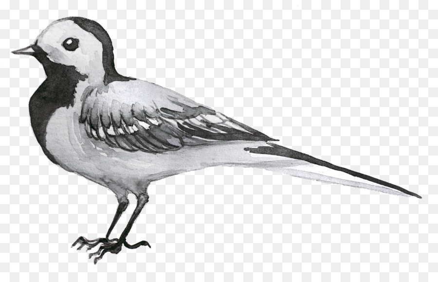 Illustration D'oiseau，Noir Et Blanc PNG