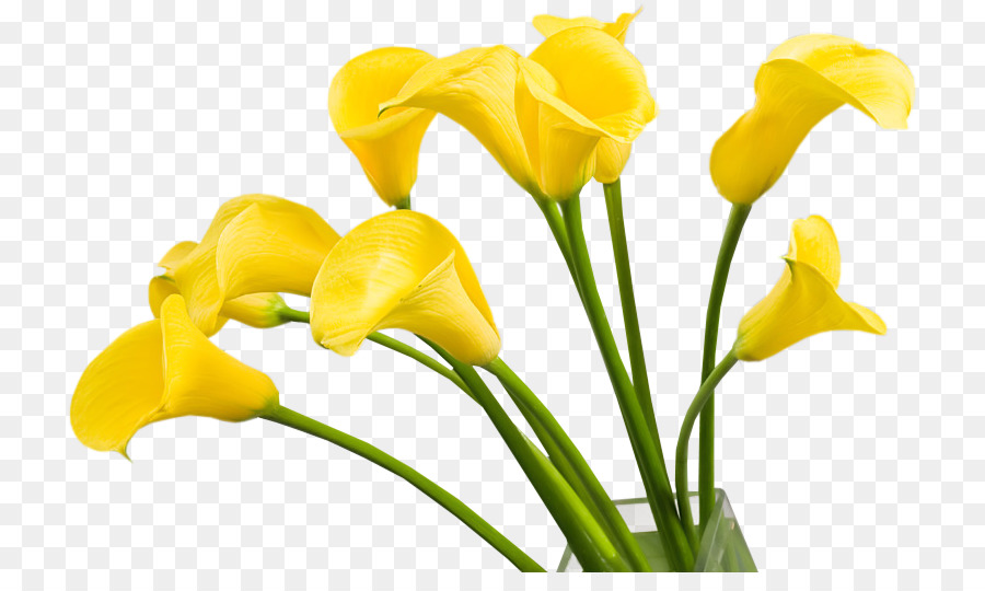 Fleur，Arum Lys PNG