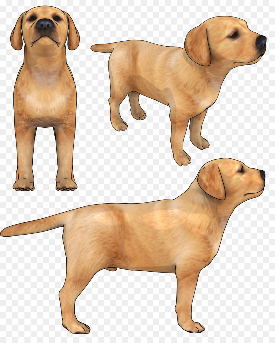 Le Labrador Retriever，Chiot PNG