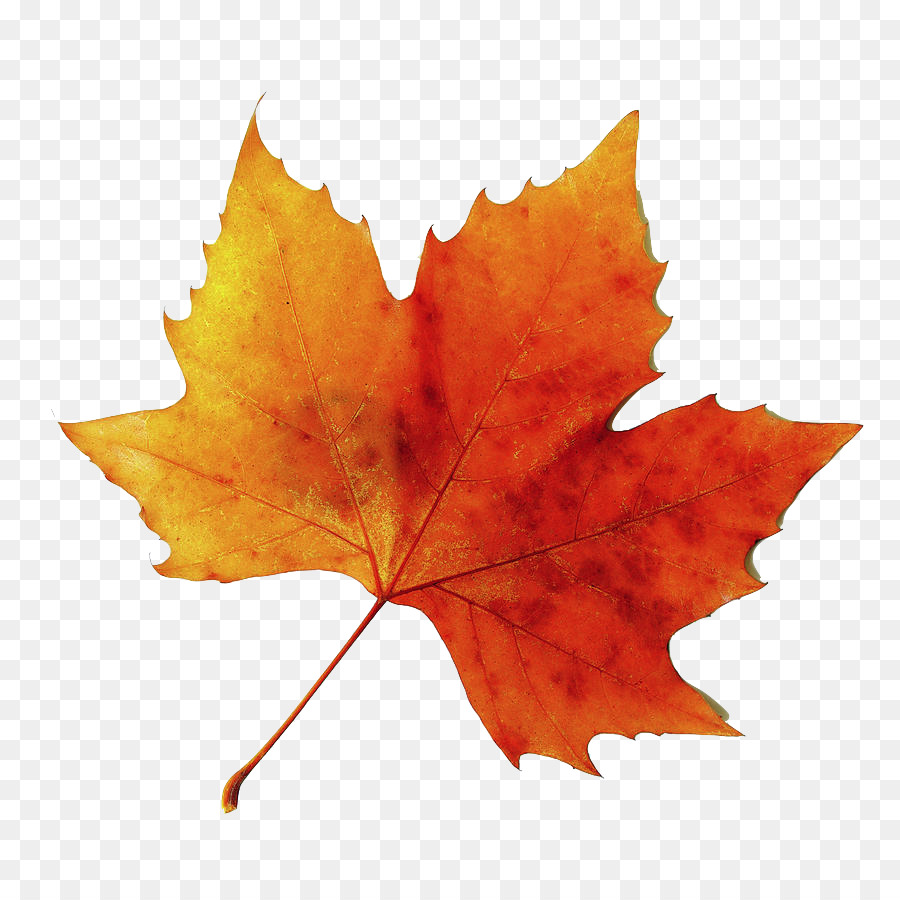 Feuille，Automne PNG