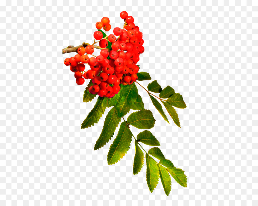 Rowan，Les Baies PNG