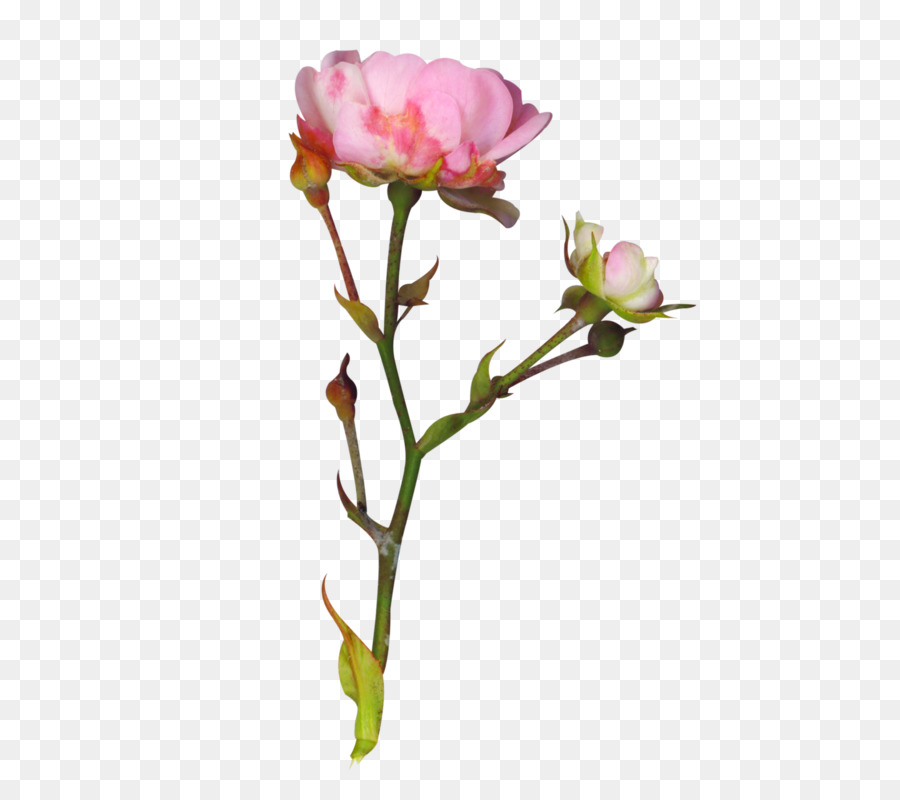 Les Roses De Jardin，Pivoine PNG