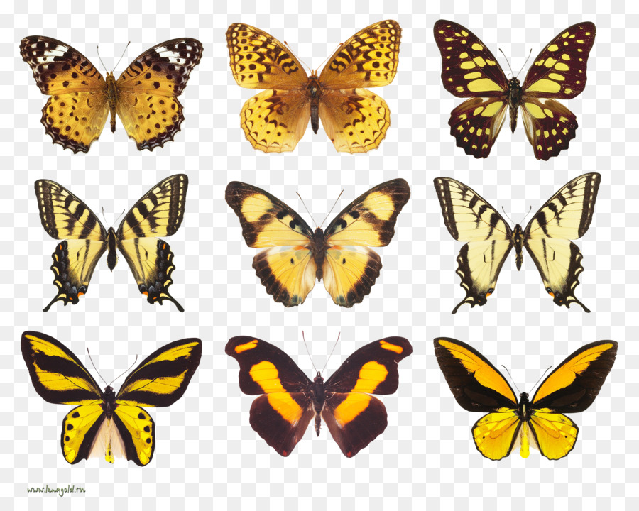 Papillons，Coloré PNG