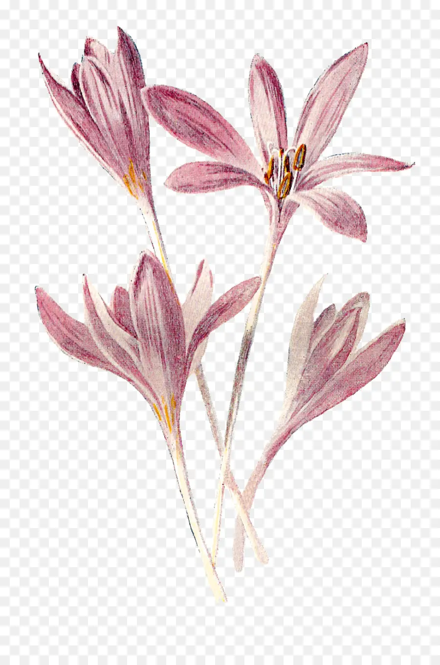 Fleur，Crocus PNG