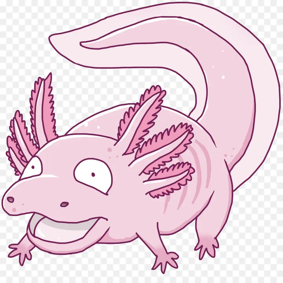 Axolotl，Museau PNG