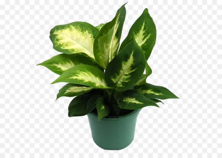 Plante Verte，Feuilles PNG