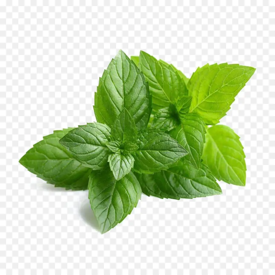 Feuilles De Menthe Verte，Herbe PNG