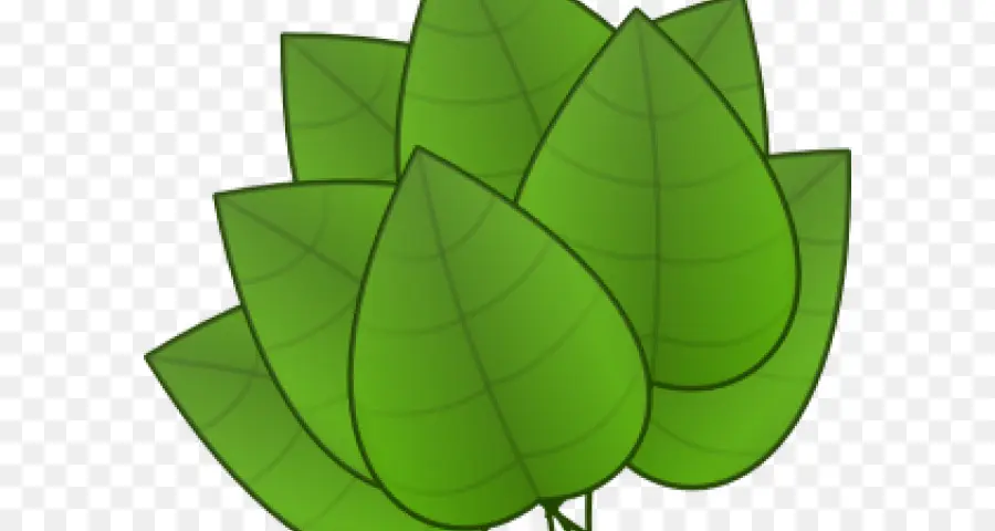 Feuille，La Couleur Des Feuilles D'automne PNG