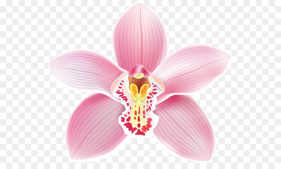 Orchidée，Rose PNG