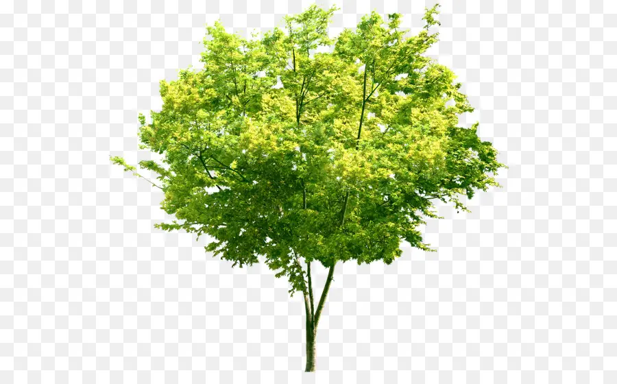 Arbre，Feuilles PNG