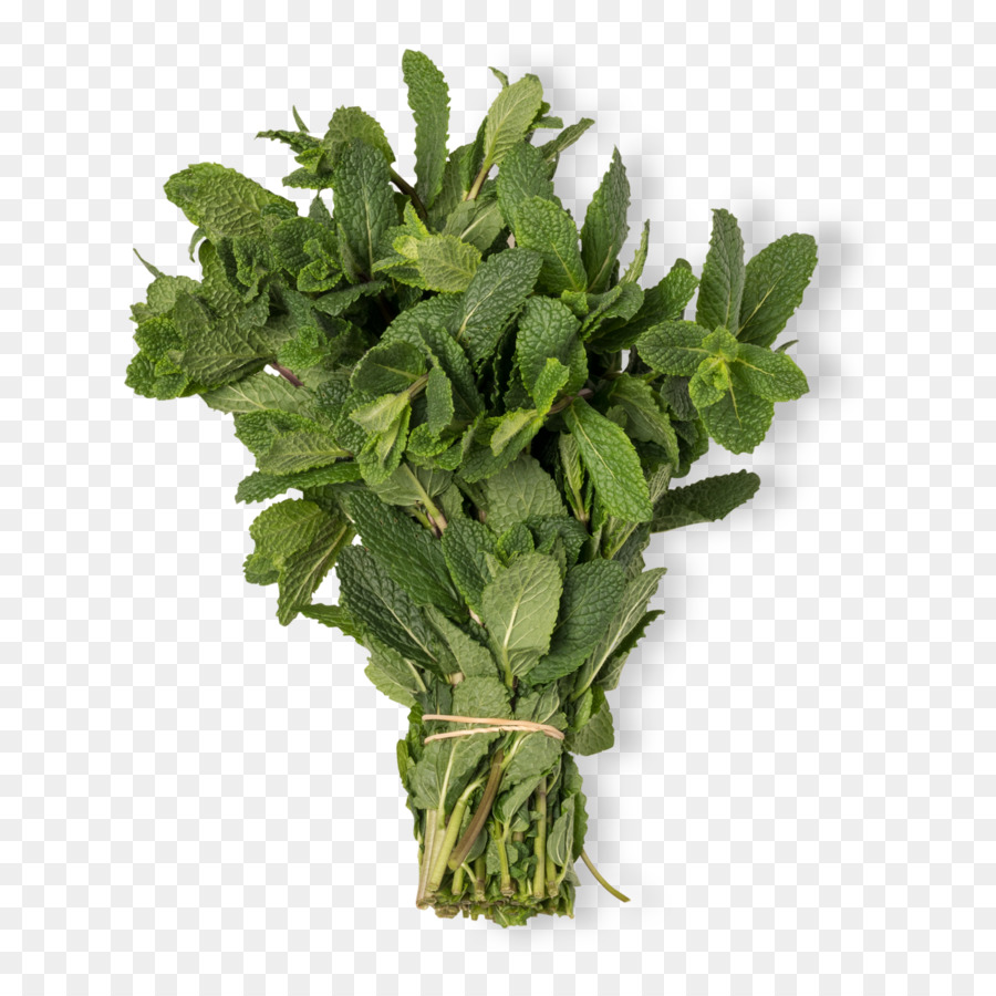 Plante Herbacée，Feuille PNG