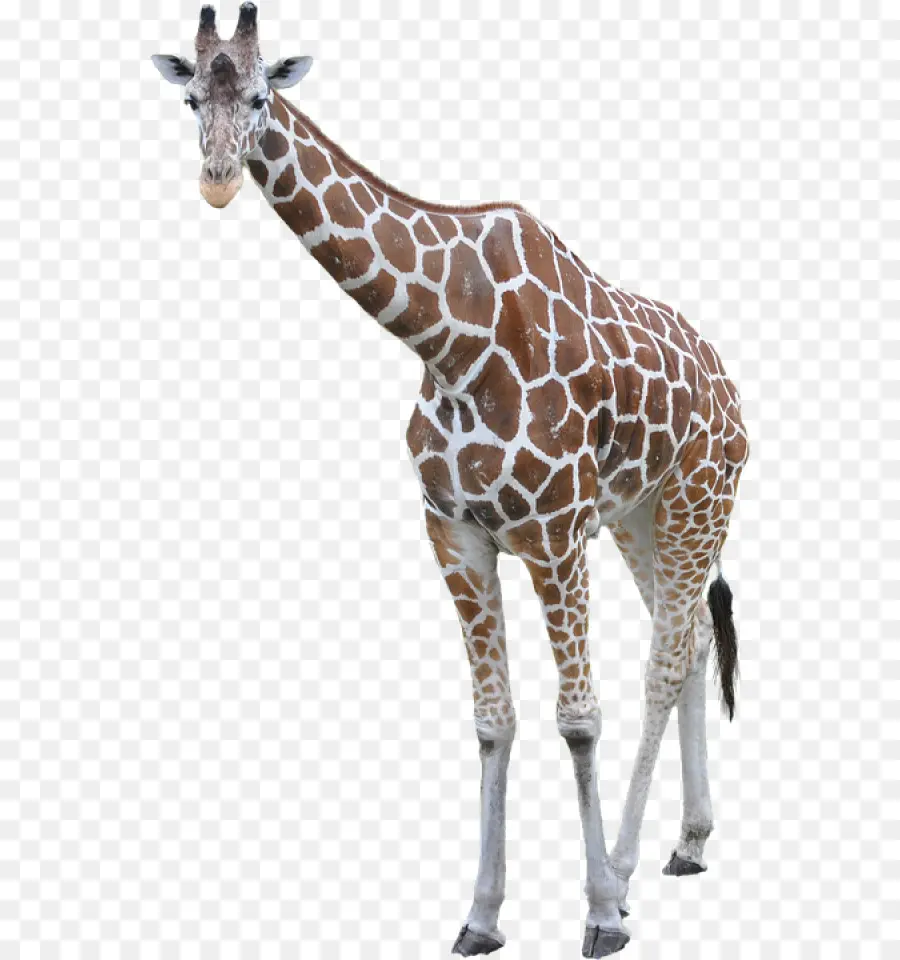 Girafe，Taches PNG