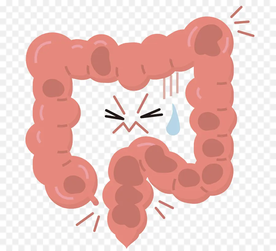 Gros Intestin，Le Syndrome Du Côlon Irritable PNG