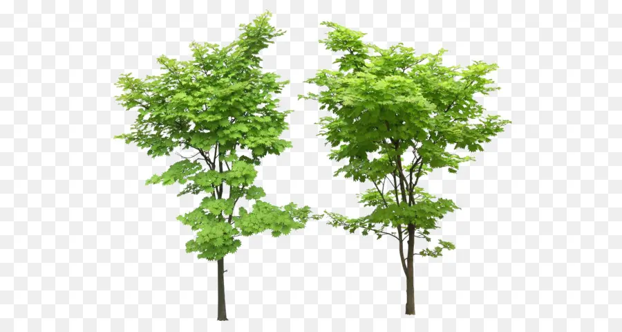 Arbres，Plantes PNG