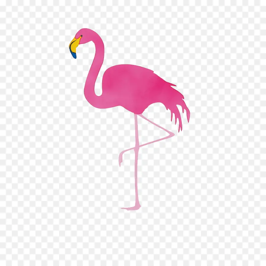 Flamant Rose，Jambes PNG