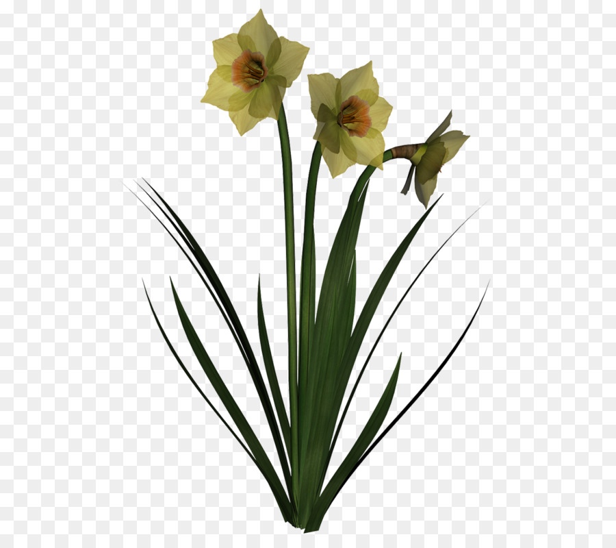 Fleur Jaune，Usine PNG