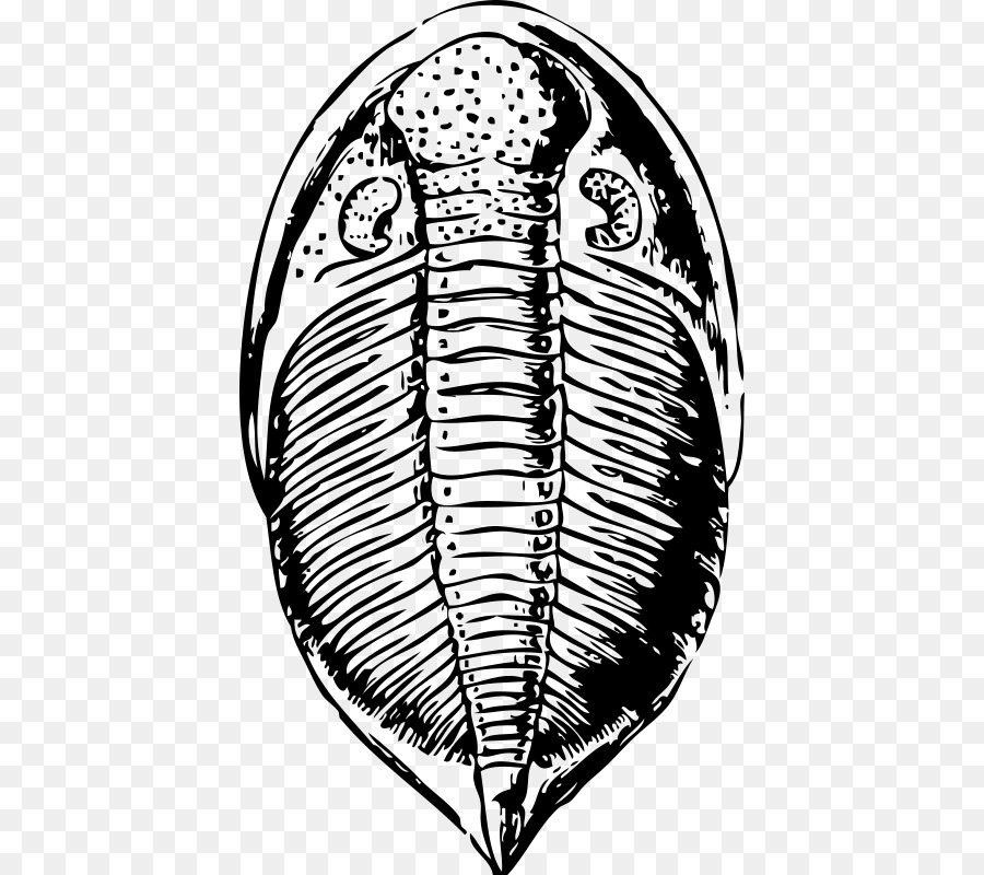 Fossile，Trilobite PNG