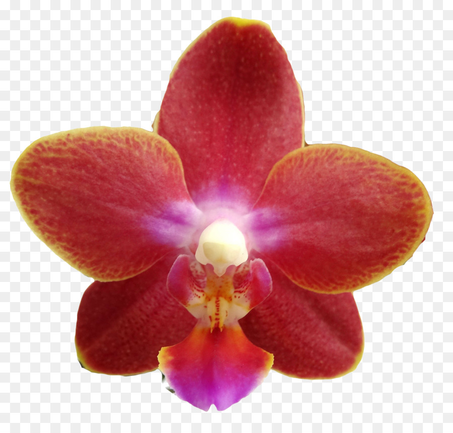 Orchidée，Rose PNG