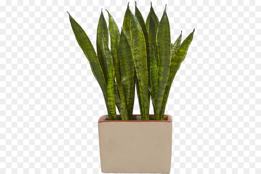 Plante Serpent，Pot PNG