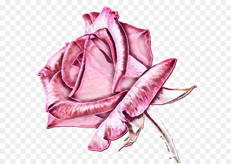 Les Roses De Jardin，Fleur PNG