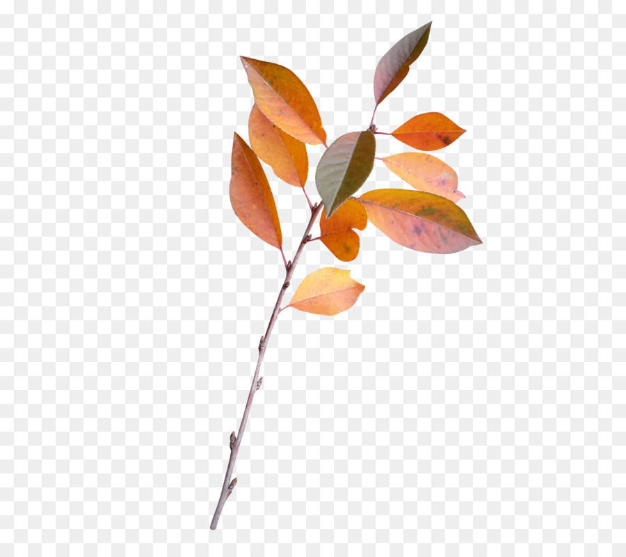 Feuilles D'automne，Bifurquer PNG