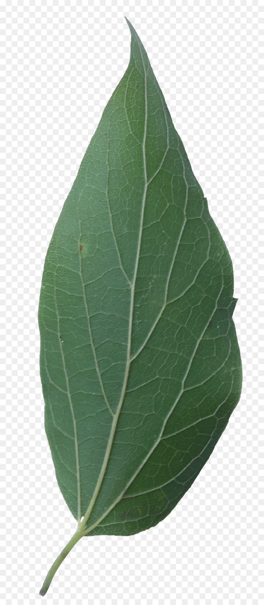 Feuille，Sucre PNG
