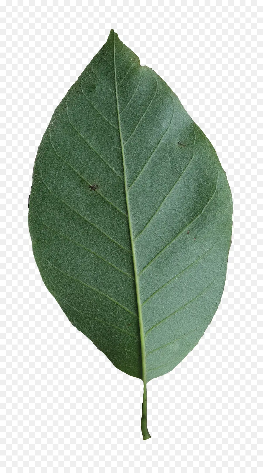 Feuille，Plante PNG