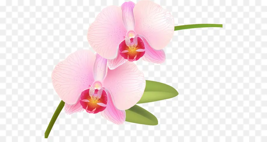 Les Orchidées，Phalaenopsis Equestris PNG