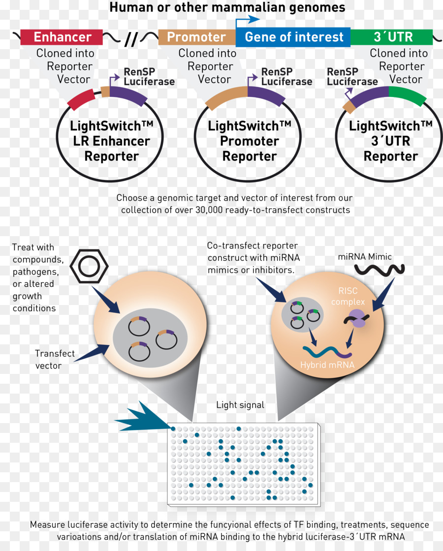 Génomique Fonctionnelle，Gène Rapporteur PNG