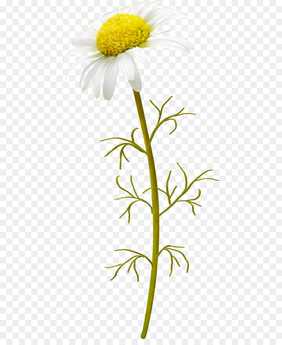 Marguerite Blanche，Usine PNG