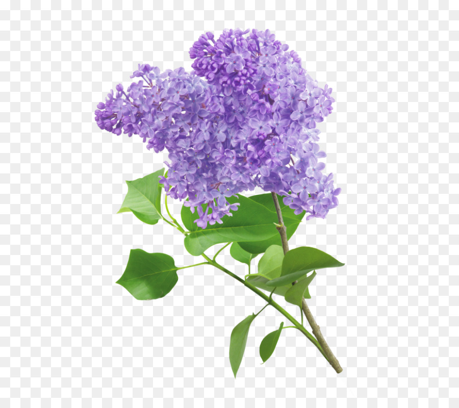 Fleurs Violettes，Fleurir PNG