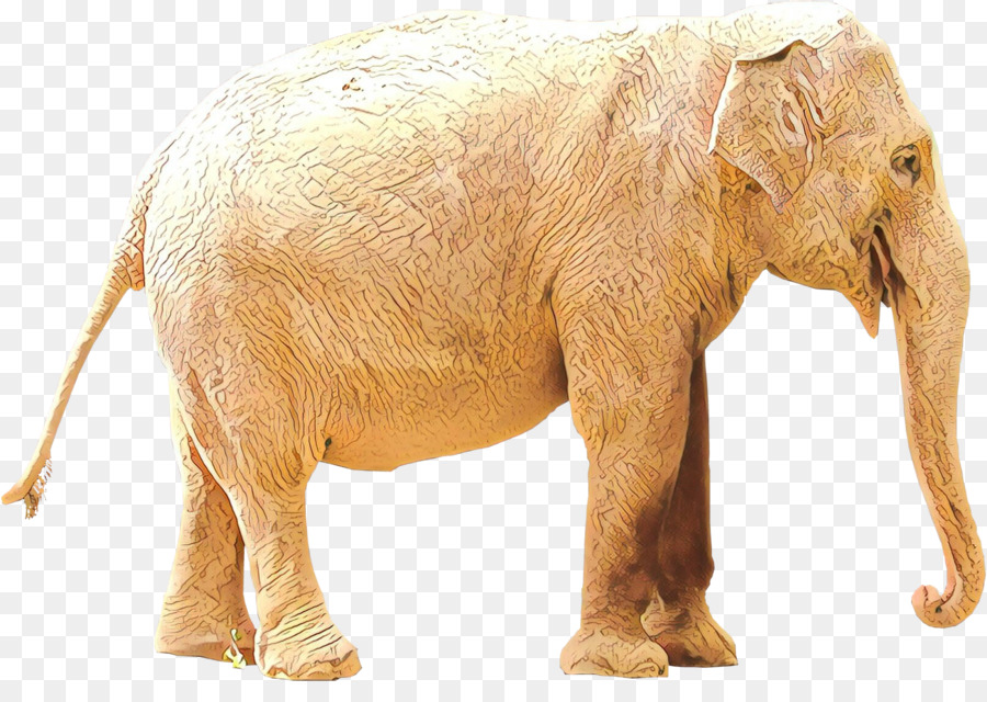 éléphant Indien，L'éléphant D'afrique PNG