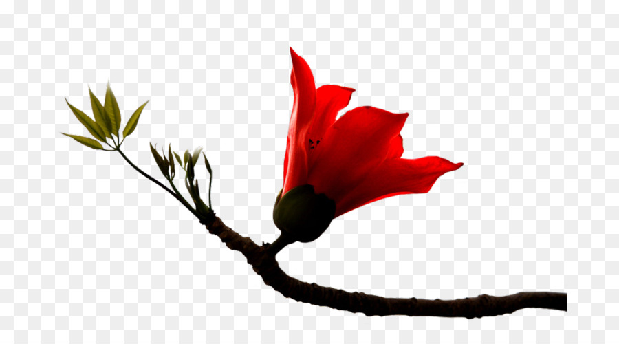 Fleur Rouge Sur Branche，Fleur PNG