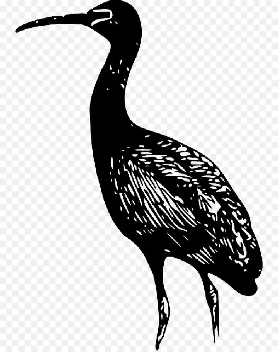 Oiseau，Ibis PNG