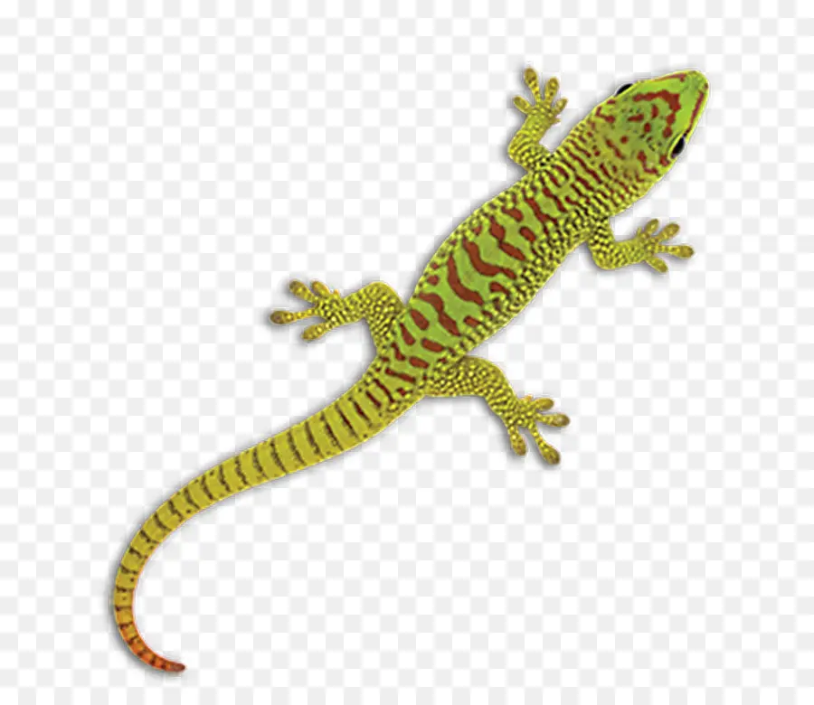 Lézard，Reptile PNG