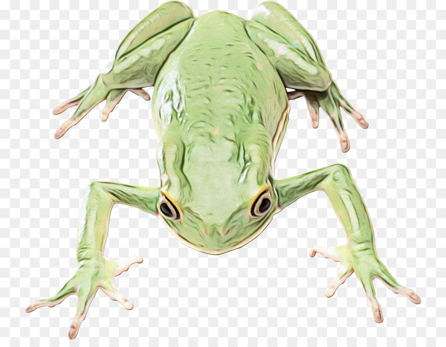 Grenouille，Relaxant PNG