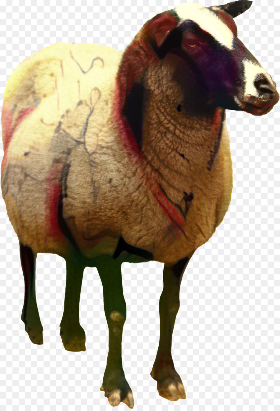 Mouton，Laine PNG