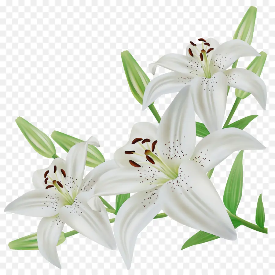 Fleur，Les Fleurs Coupées PNG