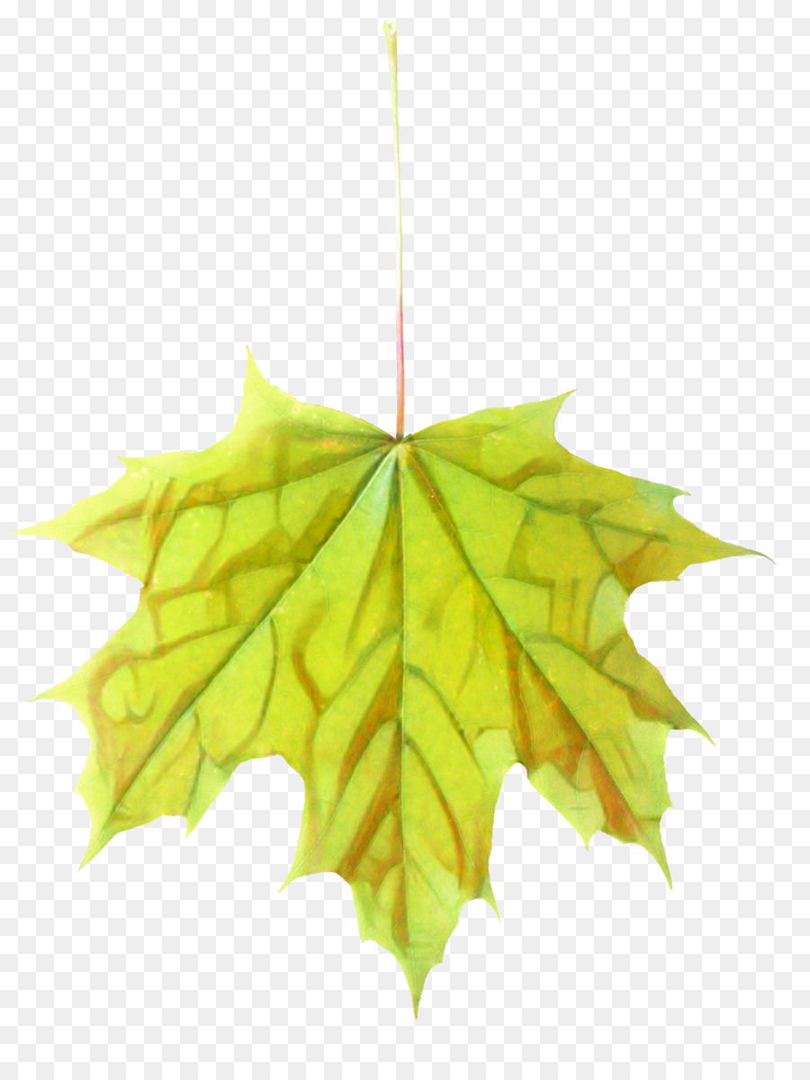 Feuille，Usine PNG