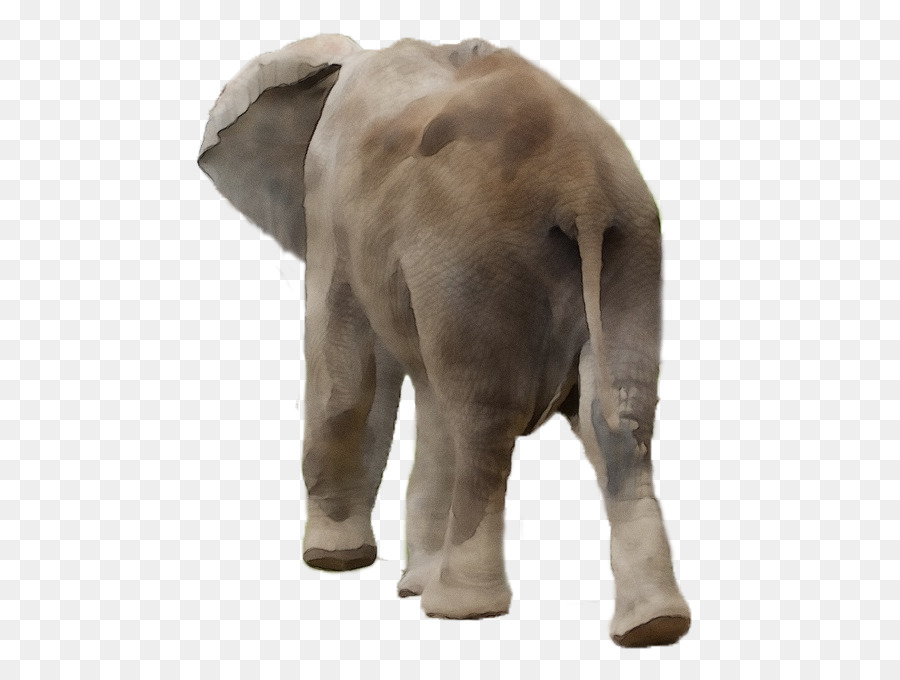 Éléphant，Faune PNG