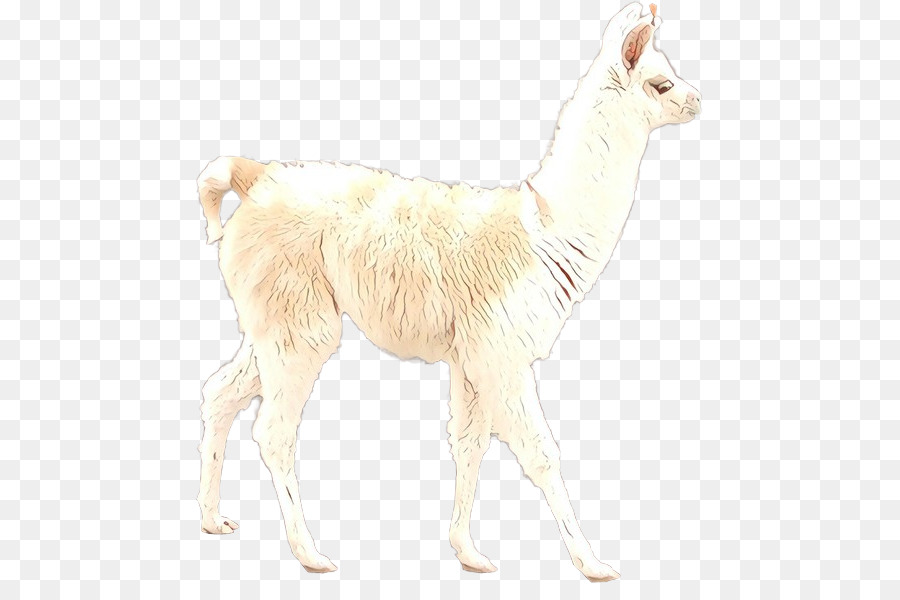 Lama Blanc，Lama PNG