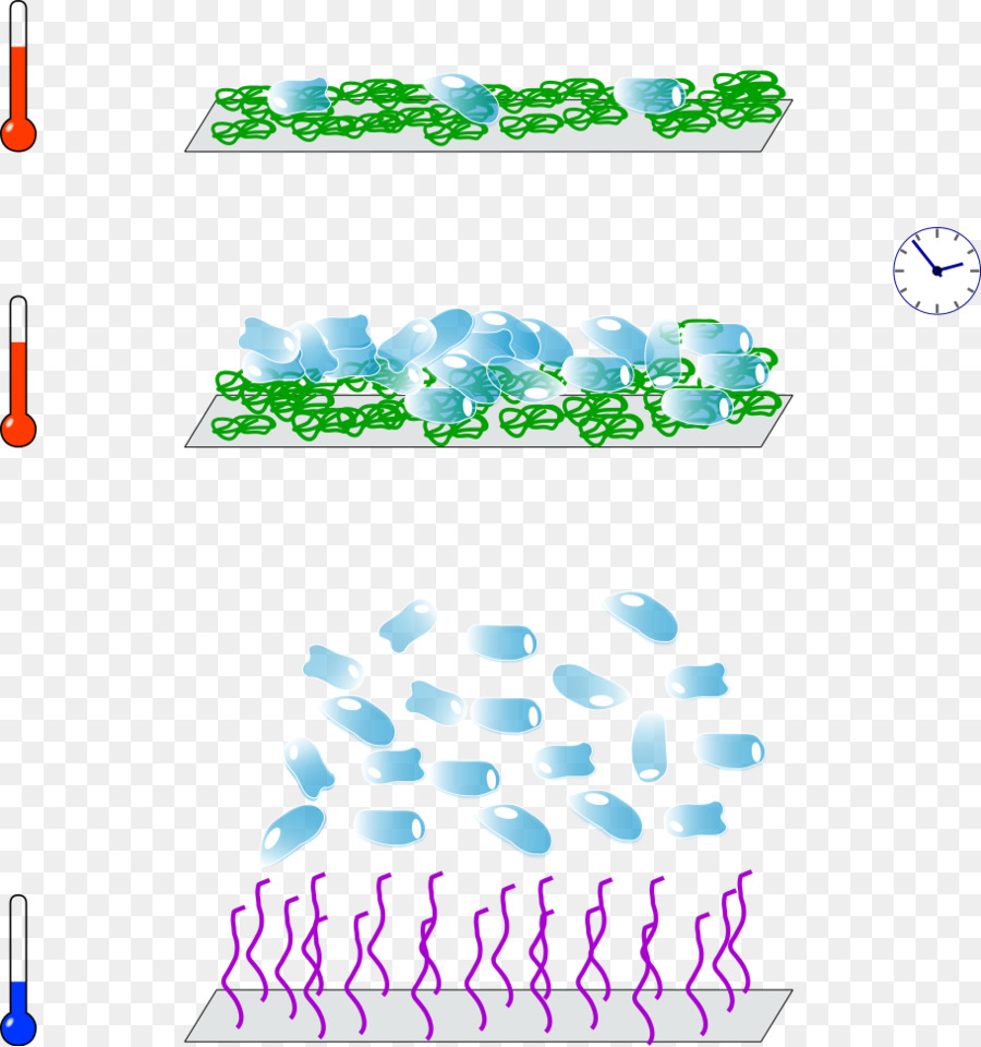 Temperatureresponsive Polymère，Polynisopropylacrylamide PNG