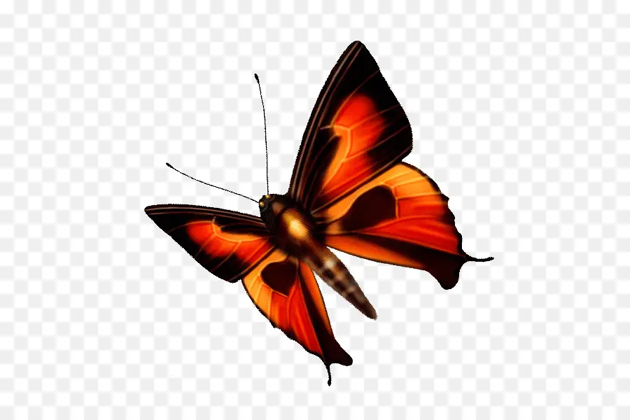 Papillon，Orange PNG