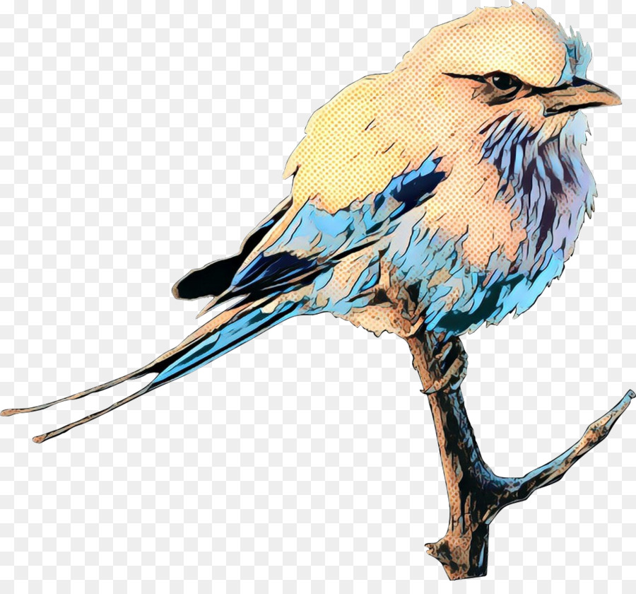 Oiseau Bleu，Plumes PNG