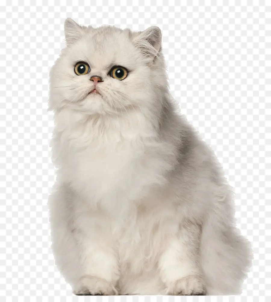 Chat Persan，Chien PNG
