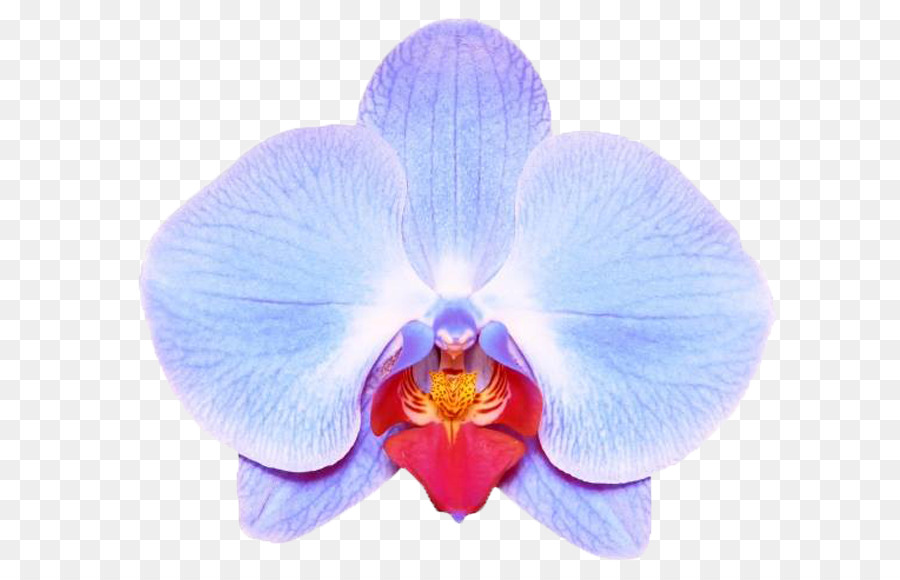 Orchidée，Rose PNG