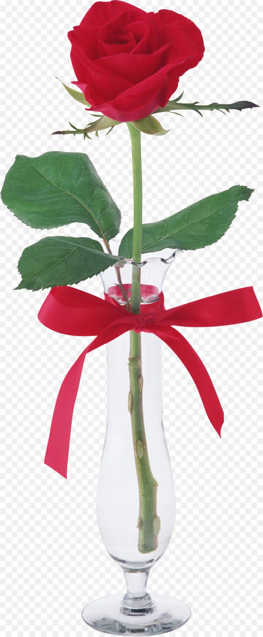 Rose Rouge，Rose PNG