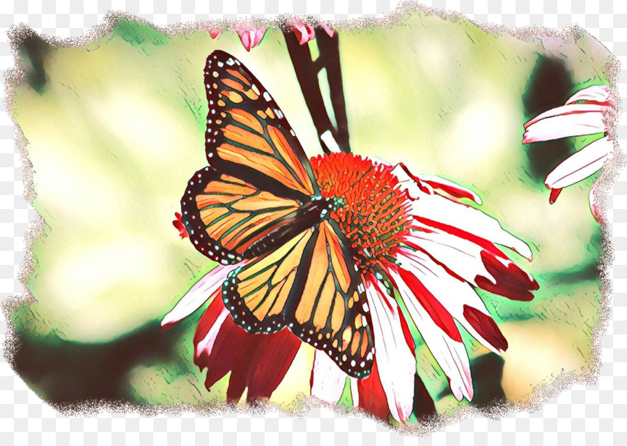 Papillon Monarque，Brushfooted Papillons PNG